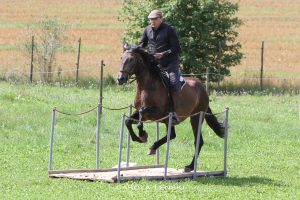 Tag des Pferdes - Horb am Neckar 2017